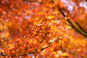 Red and orange autumn leaves in morning light