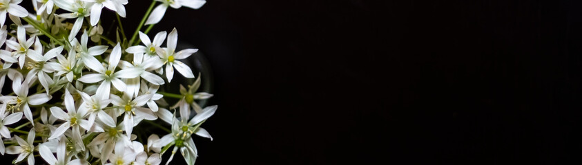Fototapeta na wymiar Floral banner, header with copy space on black background. White wood anemone flower (Anemonoides nemorosa)