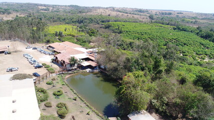 Naklejka premium Plantation of jabuticaba from the interior in Hidrolânai, interior of Goiás. Farm known as 10,000 feet, number of feet of jabuticaba that it owns in the area