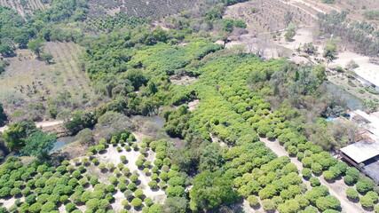 Plantation of jabuticaba from the interior in Hidrol&acirc;nai, interior of Goi&aacute;s. Farm known as 10,000 feet, number of feet of jabuticaba that it owns in the area