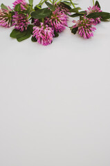 pink flowers on alight gray background