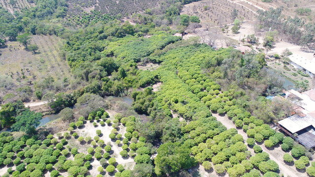 Plantation of jabuticaba from the interior in Hidrolânai, interior of Goiás. Farm known as 10,000 feet, number of feet of jabuticaba that it owns in the area