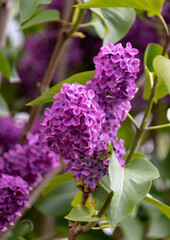 lilac flowers on a tree