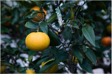 Ripe orange in tree with a branch covered in dry moss