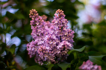 lilac flowers in the garden