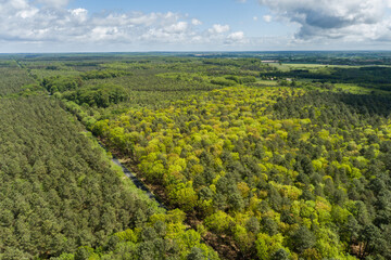 Photo aérienne de la forêt de Bercé dans la sarthe. Prise de vue par drone d'une forêt. - obrazy, fototapety, plakaty