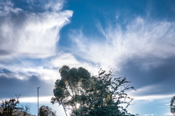 Green tree illuminated from behind by sun framed by blue sky and white clouds