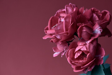red rose buds on a red background, copy-space.