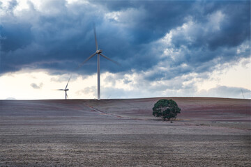 Wind turbines on a hill with lone tree in the foreground