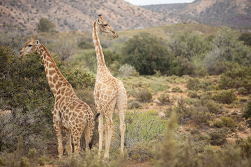 Two Giraffes