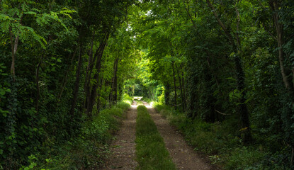 Fototapeta na wymiar Path in the green rain forest in north Italy.