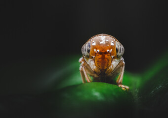 Closeup of a Mango Leafhopper
