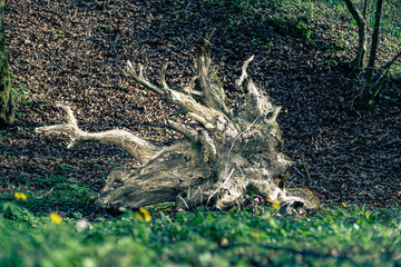 Gerodete, tote Baumwurzel vor braunem Laub