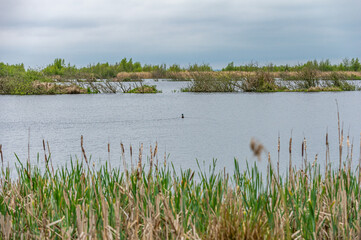 a duck swims in the lake in between the reeds