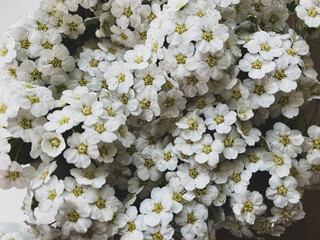 The White flowers close up