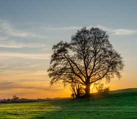 Naklejka premium Baum im Gegenlicht vor Abendrot auf grüner Wiese