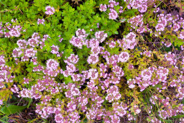 Obraz na płótnie Canvas Wild thyme herb in bloom, Thymus serpyllum