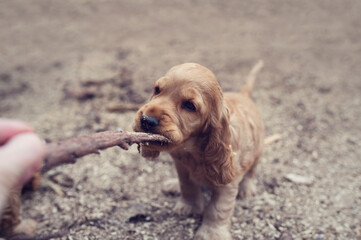 Little cute English Cocker Spaniel puppy bites a stick. Baby cocker is playing