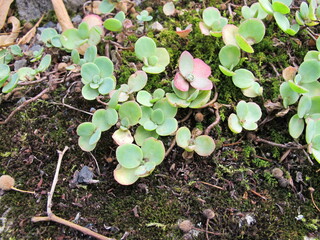October stonecrop, Sedum sieboldii, in rock garden