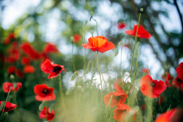poppy field in summer