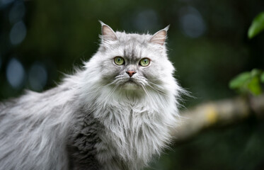 gray silver tabby british longhair cat outdoors in nature portrait looking at camera