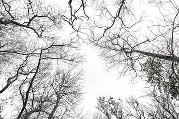 Branches and leaves sky background.