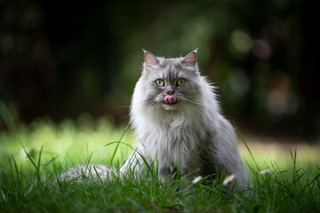 Naklejka na ściany i meble gray silver tabby british longhair cat sitting on green meadow outdoors in nature looking at camera licking lips