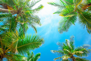 Fototapeta na wymiar Coconut tree on the sky background