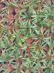 Obraz premium selectively focus on chive grass (Ophiopogon japonicus) in potting soil