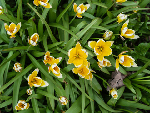 Botanical tulip, Tulipa tarda, blooming with yellow-white flowers, top view, closeup with selective focus