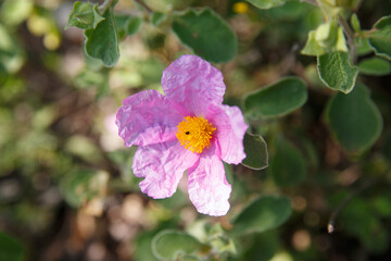 Pink flowers on a summer day.