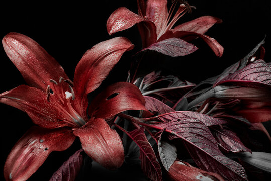 flower arrangement on a dark background, red buds and foliage, abstract lily flowers and dew drops.