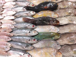 selective focus on sea fish in the market. sardines, snapper, grouper, parrot fish