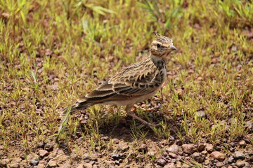 Fototapeta premium Bird