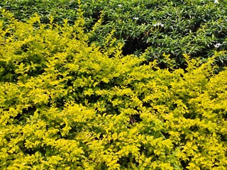 Photo of greenery in the garden. ligustrum, golden japanese, garden privet
