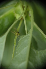 Close up of little green grashopper eating leaf.