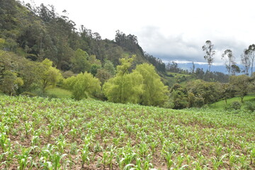 sembrado en el campo natural con paisaje verde maiz tierno en trabajadero 