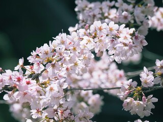 桜