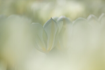 White tulips in the garden