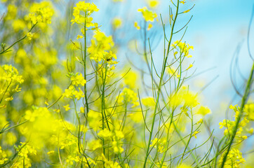 Obraz premium Close up field of yellow wild rapeseed with bokeh wind blurred effect with cyan blue sky