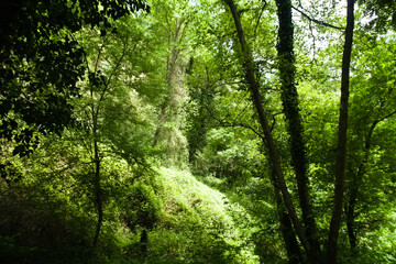 Fototapeta premium Lungo il sentiero del granchio nero nelle Marche in Italia