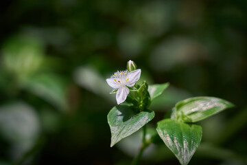 Small-leaf spiderwort flowers and buds