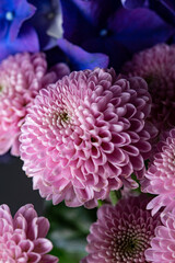 Pink Dahlia flower in bloom with many petals macro still