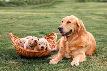 golden retriever mom lies next to a basket with newborn golden retriever puppies on the grass in...