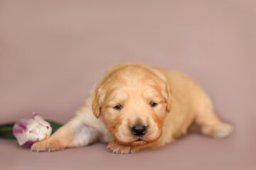 Cute little newborn golden retriever labrador puppy, 2 weeks sitting with tulip isolated on background