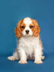 Cavalier King Charles Spaniel, 3 months old, sitting against blue background, isolated 