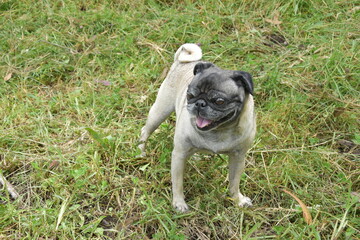 perro pug, color cenizo en pasto verde natual