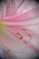 Close up of pink lily flower in home garden.