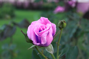 A bouquet of Moroccan gardens, beautiful flowers, love, colors, perfume,