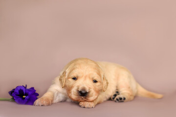 Cute little newborn golden retriever labrador puppy, 2 weeks sitting with violet flowers isolated on background